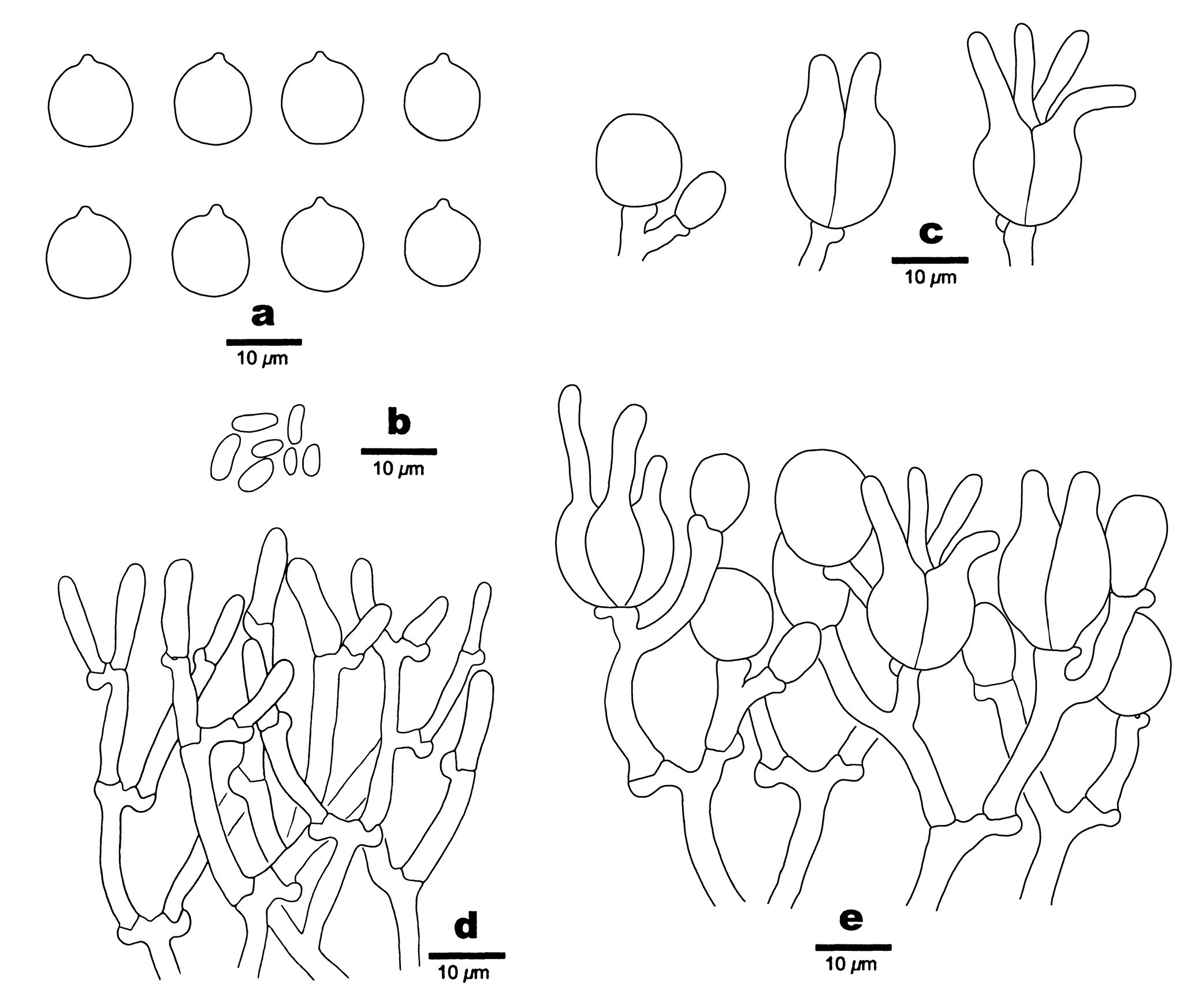 Figure 81